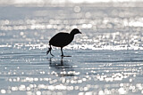 Image. Eurasian Coot