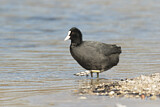 Image. Eurasian Coot