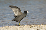 Image. Eurasian Coot