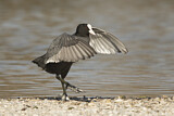 Image. Eurasian Coot