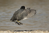 Image. Eurasian Coot