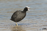 Image. Eurasian Coot