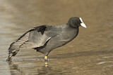 Image. Eurasian Coot