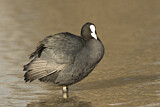 Image. Eurasian Coot
