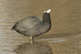 Image. Eurasian Coot