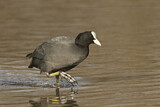 Image. Eurasian Coot