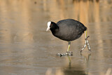 Image. Eurasian Coot