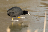 Image. Eurasian Coot