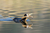 Image. Eurasian Coot
