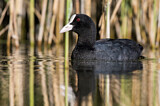 Image. Eurasian Coot