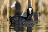 Image. Eurasian Coot