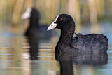 Image. Eurasian Coot