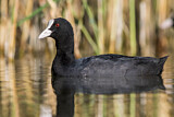 Image. Eurasian Coot