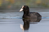 Image. Eurasian Coot