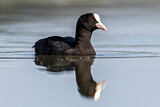 Image. Eurasian Coot