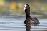 Image. Eurasian Coot