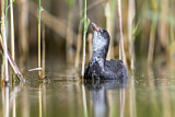 Image. Eurasian Coot