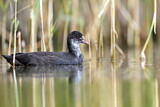 Image. Eurasian Coot