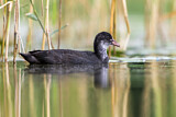 Image. Eurasian Coot