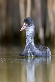 Image. Eurasian Coot