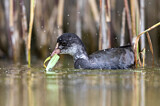Image. Eurasian Coot