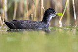 Image. Eurasian Coot