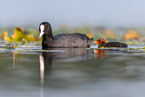 Image. Eurasian Coot