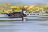 Image. Eurasian Coot