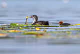 Image. Eurasian Coot