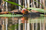 Image. Eurasian Coot