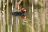 Image. Eurasian Coot