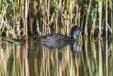 Image. Eurasian Coot