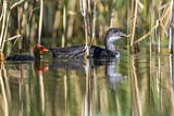 Image. Eurasian Coot