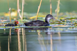 Image. Eurasian Coot