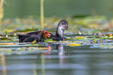Image. Eurasian Coot