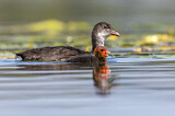 Image. Eurasian Coot