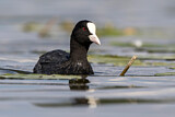 Image. Eurasian Coot
