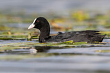 Image. Eurasian Coot