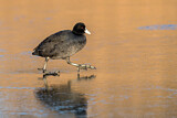 Image. Eurasian Coot