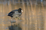 Image. Eurasian Coot