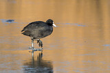 Image. Eurasian Coot