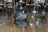 Image. Eurasian Coot