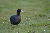 Image. Eurasian Coot