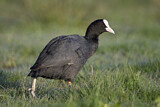 Image. Eurasian Coot