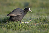 Image. Eurasian Coot