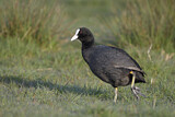 Image. Eurasian Coot