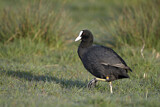 Image. Eurasian Coot