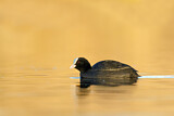 Image. Eurasian Coot