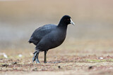 Image. Eurasian Coot