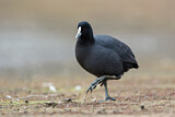 Image. Eurasian Coot